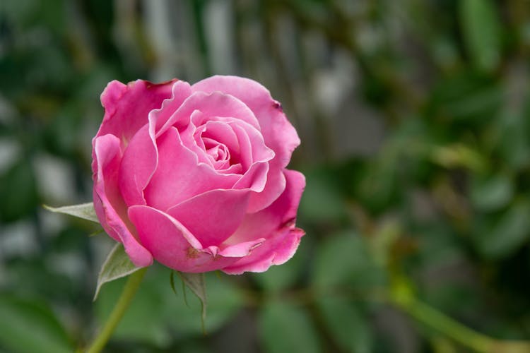 Close Up Of Pink Rose