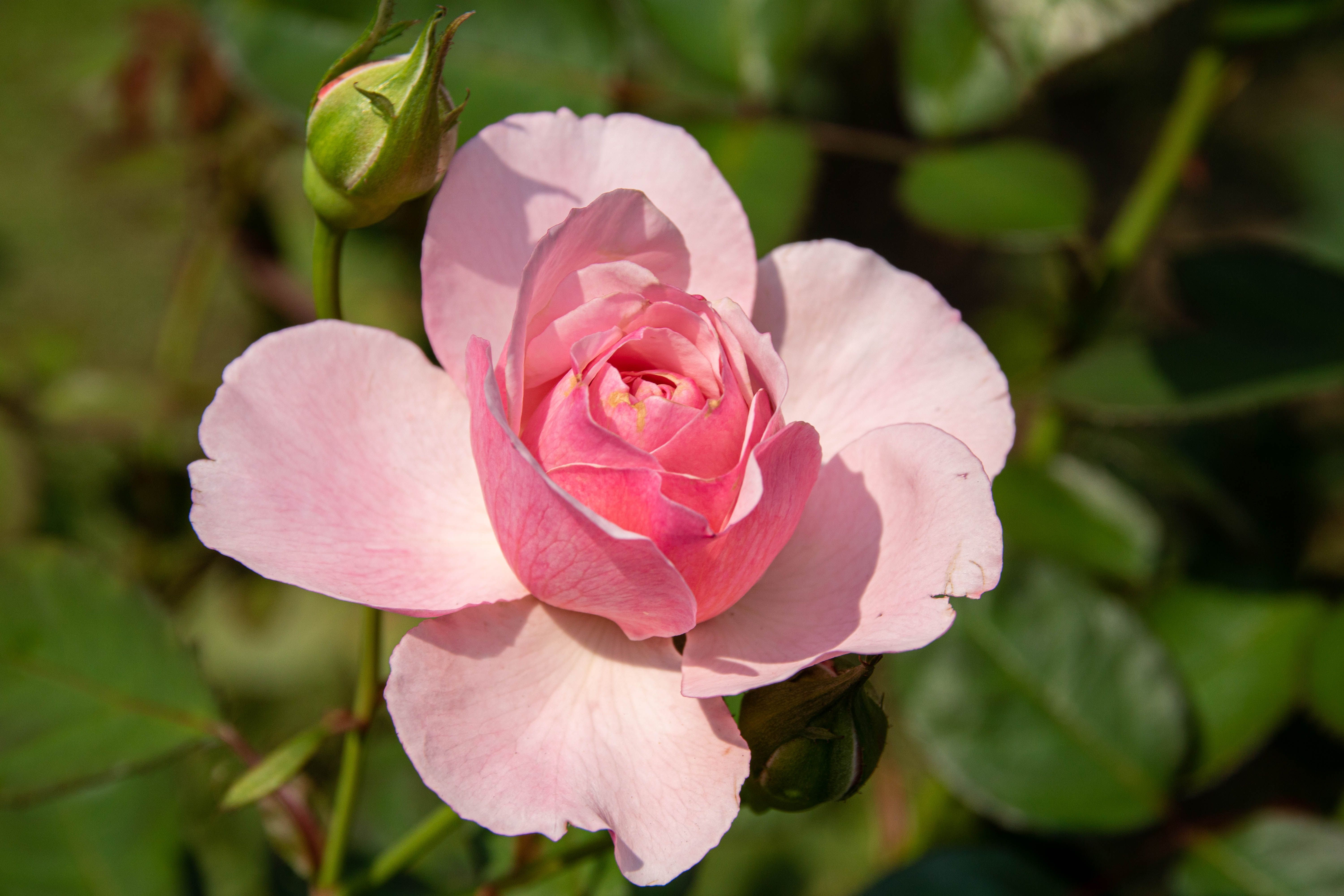 Sunlit, Pink Rose · Free Stock Photo
