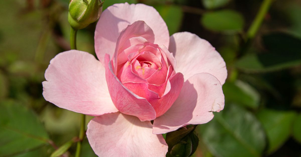 Pink Roses Sunlit Sunlit, Pink Rose · Free Stock Photo