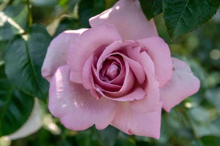 Close Up Of Pink Flower