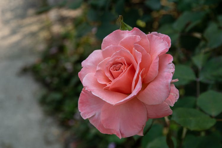 Close Up Of Pink Rose