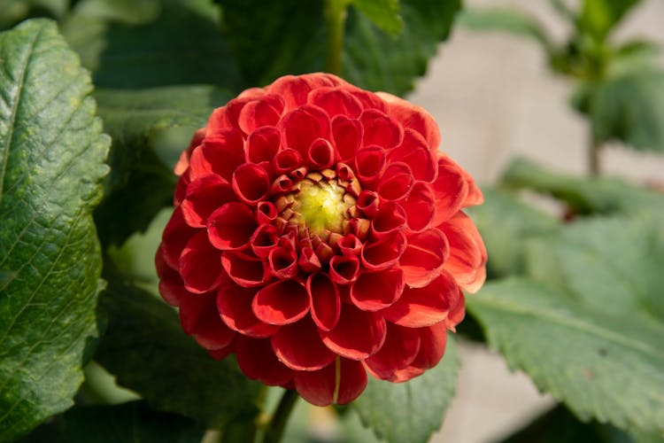 Close Up Of Red Dahlia Flower