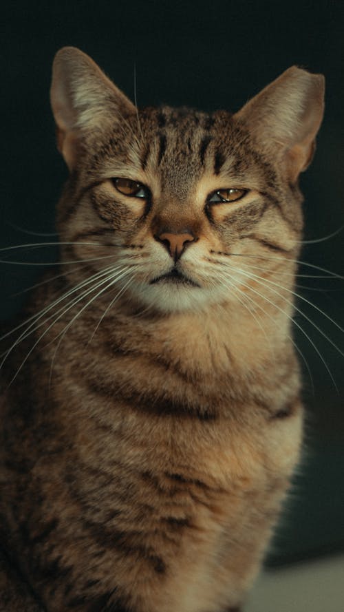 Tabby Cat with Half-Closed Eyes