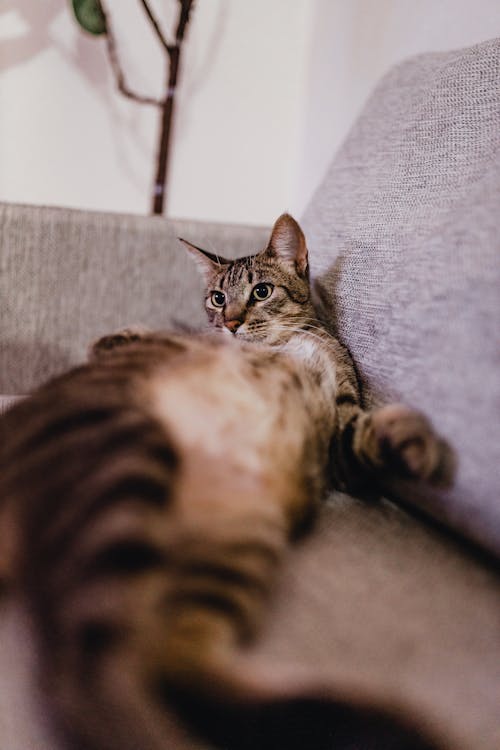 Cat Lying Down on Couch