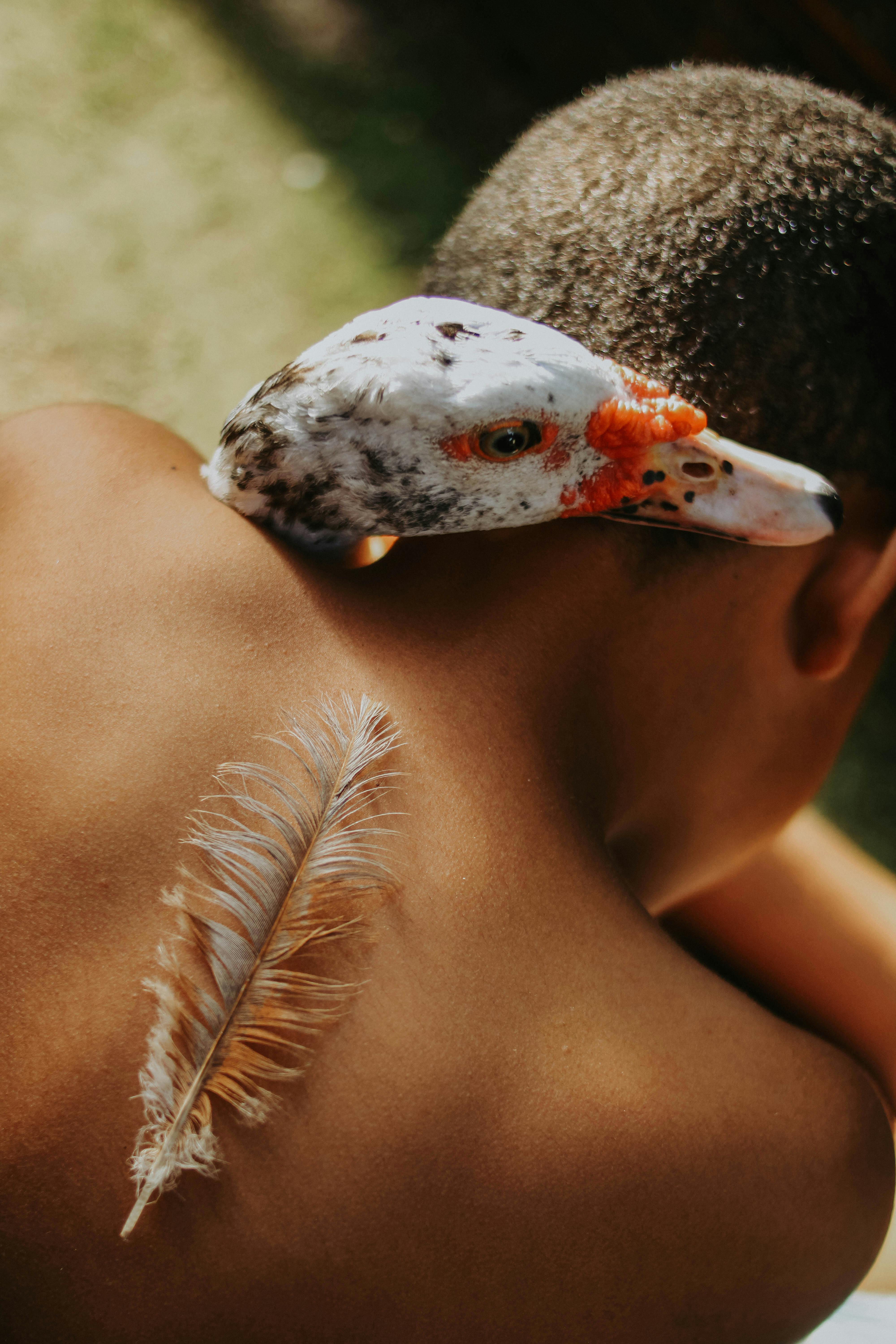 A duck rests on a boy's shoulder with a feather nearby, captured outdoors in warm light.