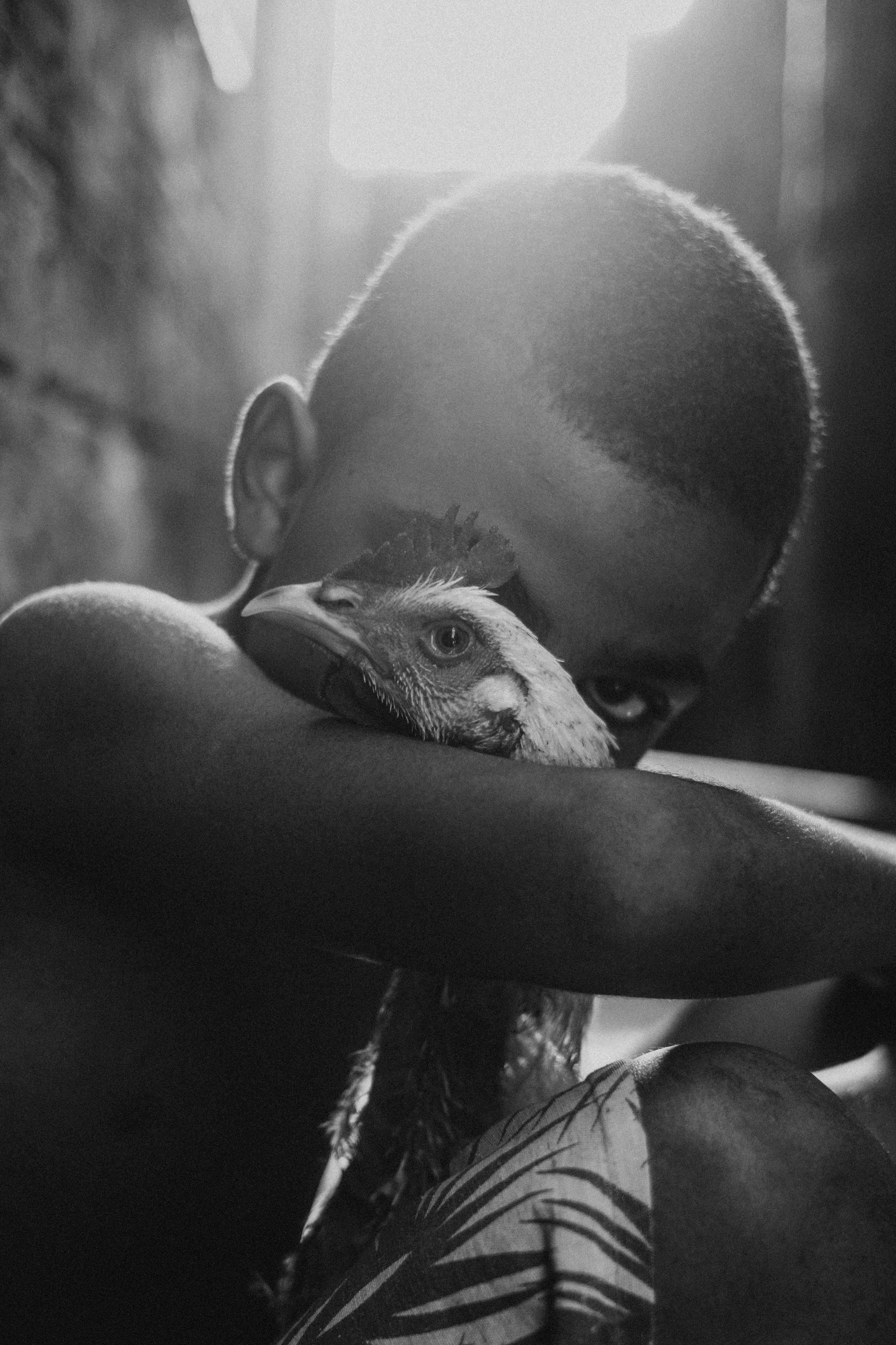 A black and white portrait of a boy holding a hen, illuminated by sunlight, capturing a tender moment.