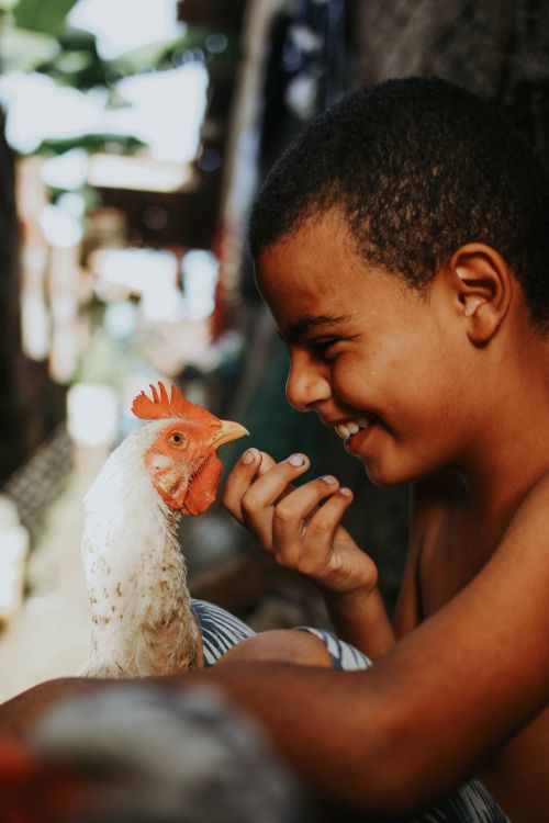 Free A boy joyfully interacting with his chicken in a rural outdoor setting, showcasing bond. Stock Photo