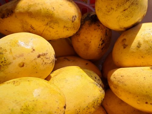 Free Close-up of ripe yellow mangoes displaying vibrant colors and textures, outdoors in the Philippines. Stock Photo