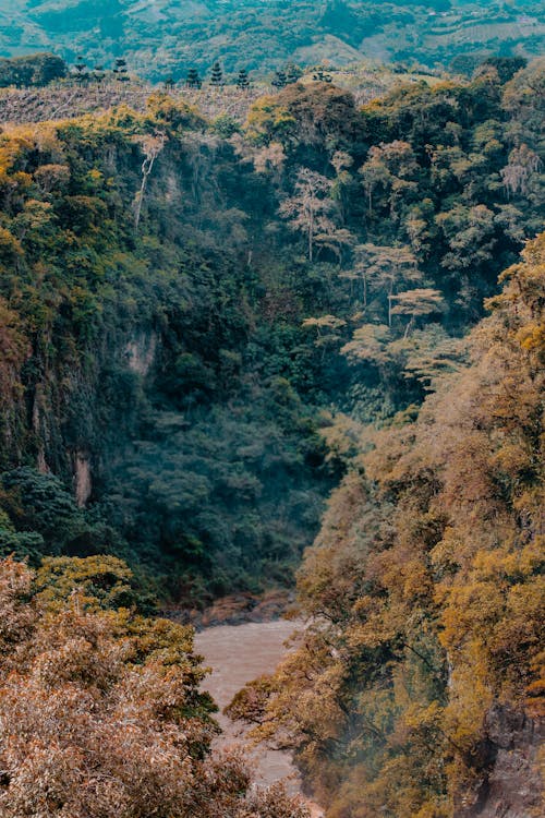 Photographie De Paysage De Forêt