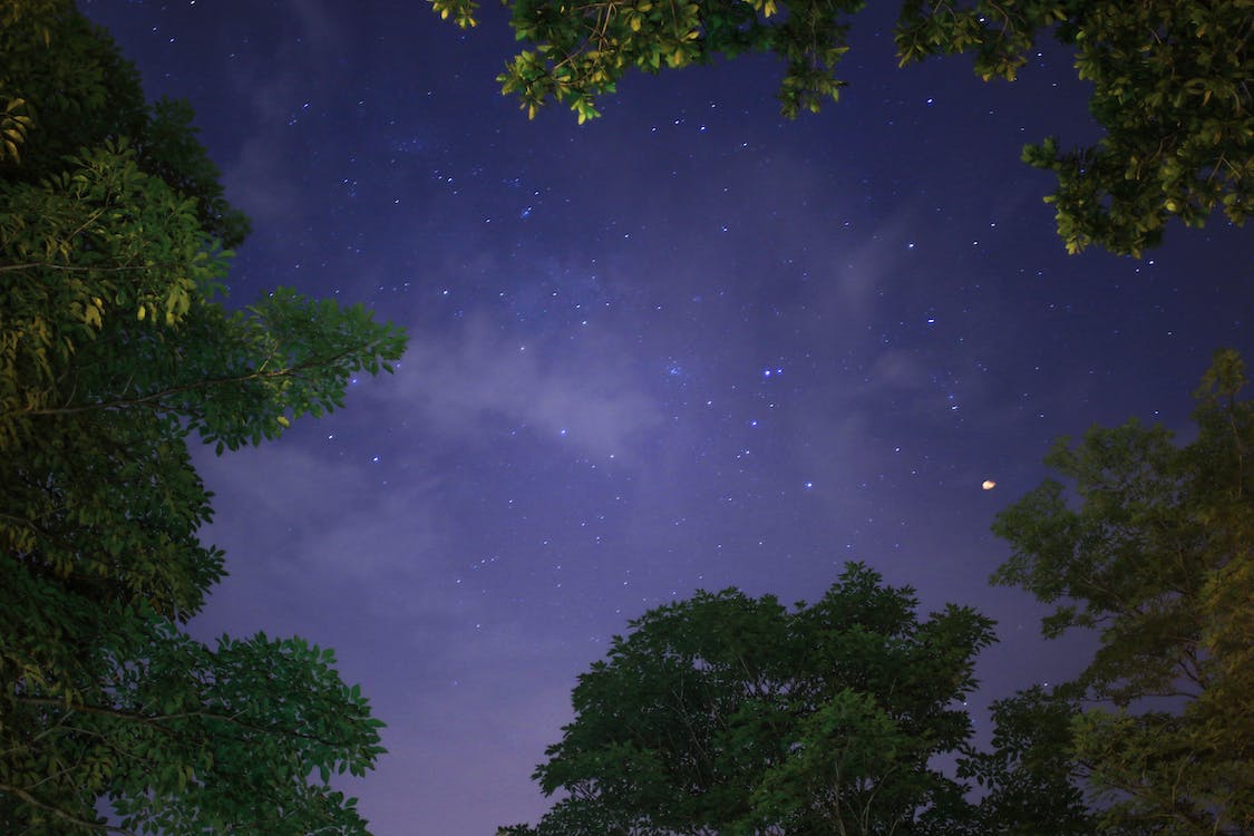 Free Low-angle Photography of Trees Under Stars at Night Stock Photo