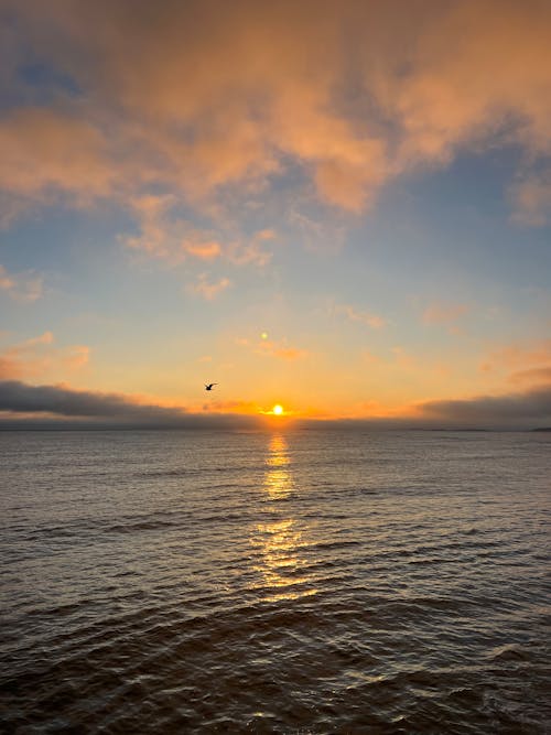 Gratis lagerfoto af åbent vand, dyr, flyve