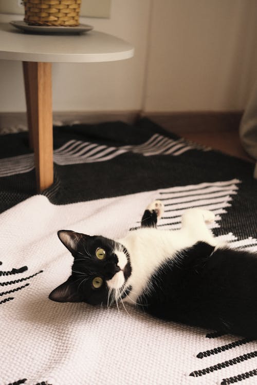 Tuxedo Cat on Tuxedo Carpet