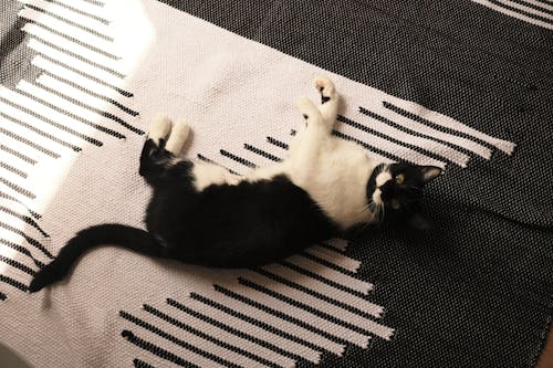 Tuxedo Cat on Rug
