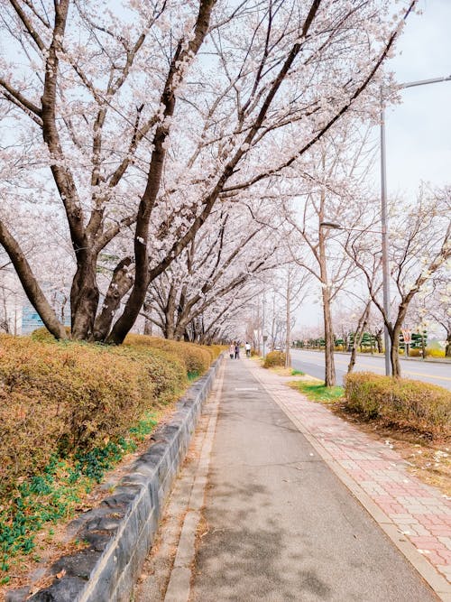 Blossoming Tree along Sidewalk