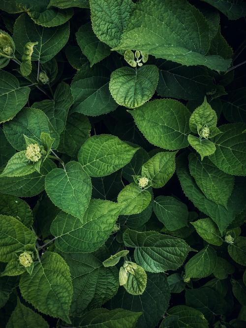 Free Close-up of vibrant green hydrangea leaves creating a natural leafy texture. Stock Photo