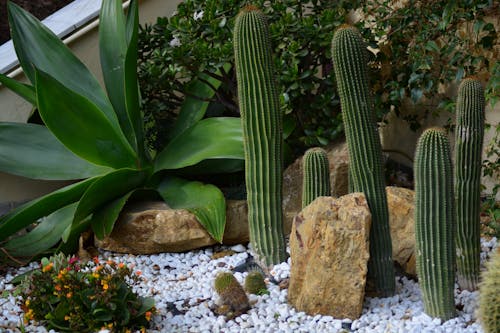 Foto d'estoc gratuïta de cactus, còdols, fulles