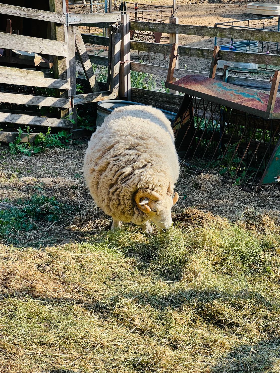 Ram on Farm · Free Stock Photo