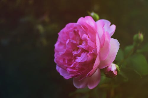 Close-up Photography Of Pink Flowers