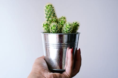 Free Person Holding Can With Cactus Plant Stock Photo