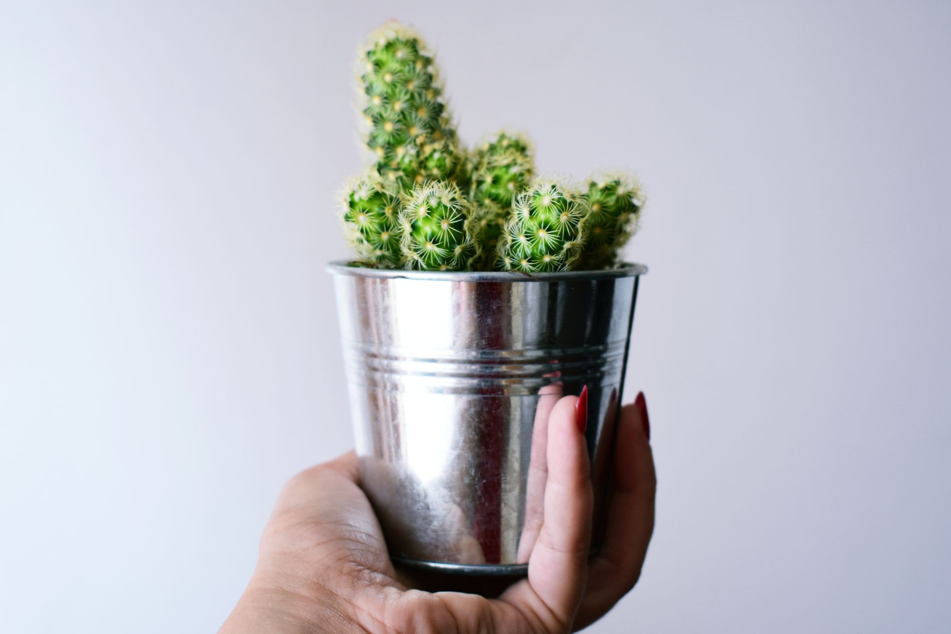 Person Holding Can With Cactus Plant