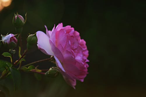 Fotografia Foco Diferencial De Flor Rosa Em Flor