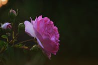 宁静的灯光下，花园里盛开的粉红玫瑰充满活力，四周簇拥着花蕾