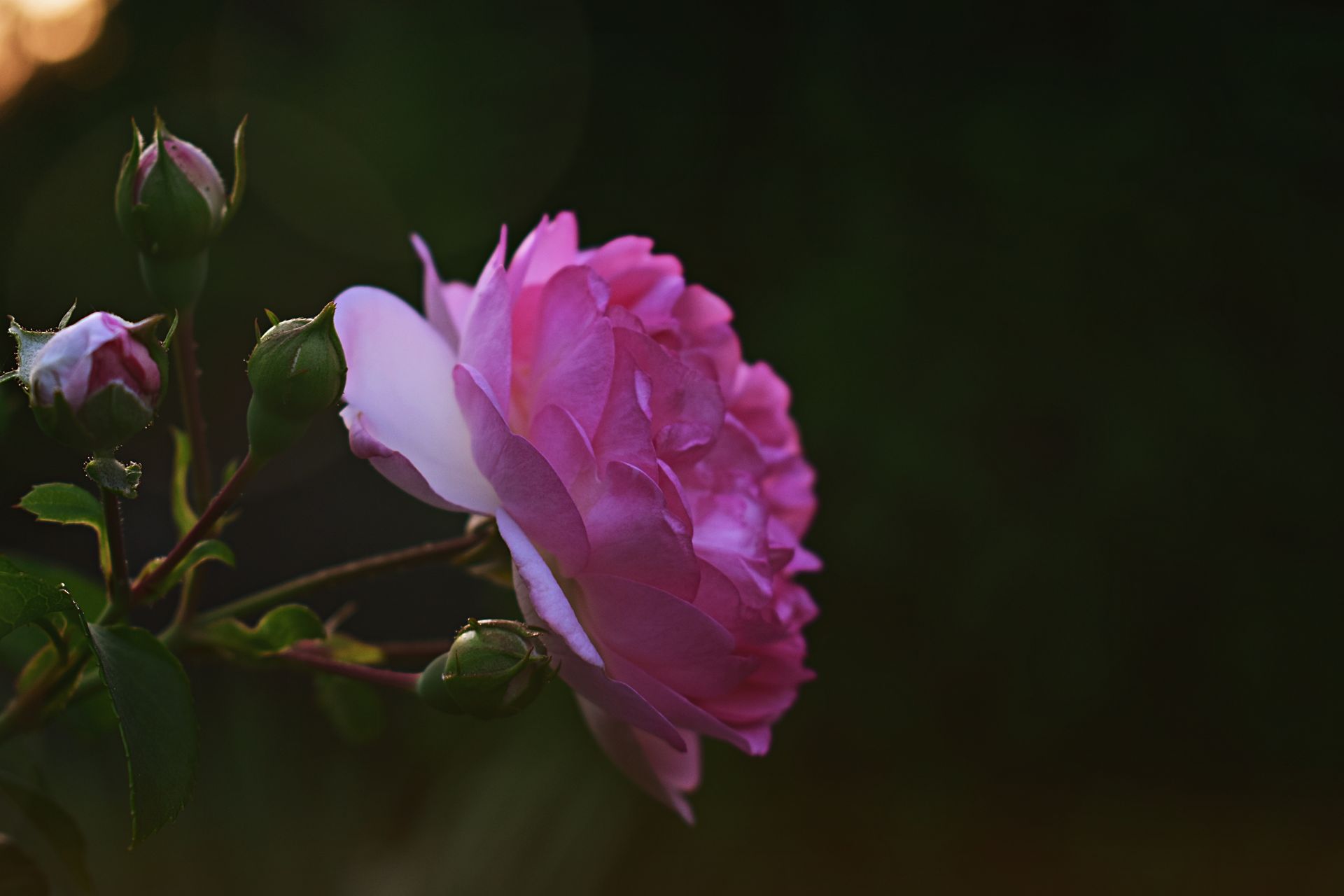 Vibrant pink rose in bloom surrounded by buds, captured in serene garden light.