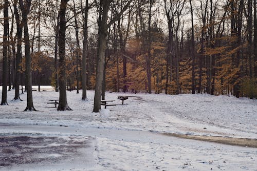 Free Forest Trees Stock Photo