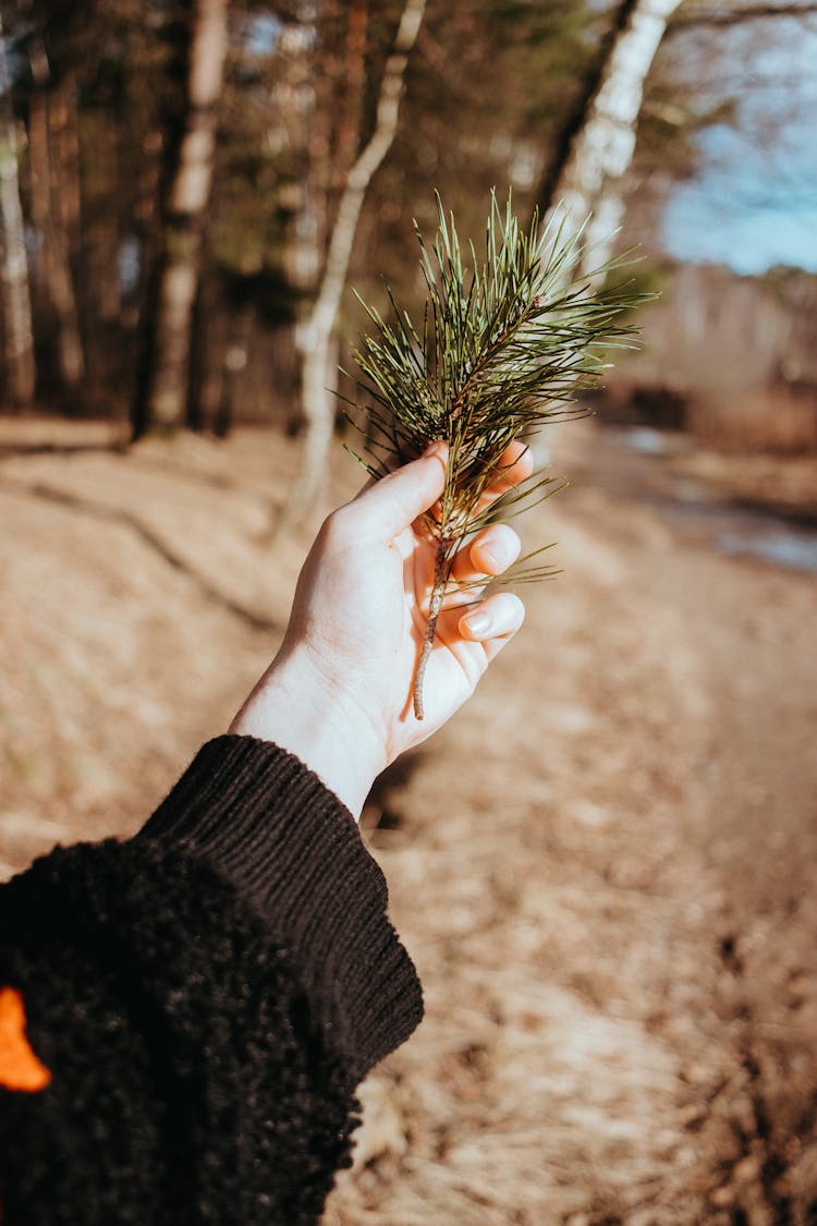 Evergreen Leaves In Woman Hand