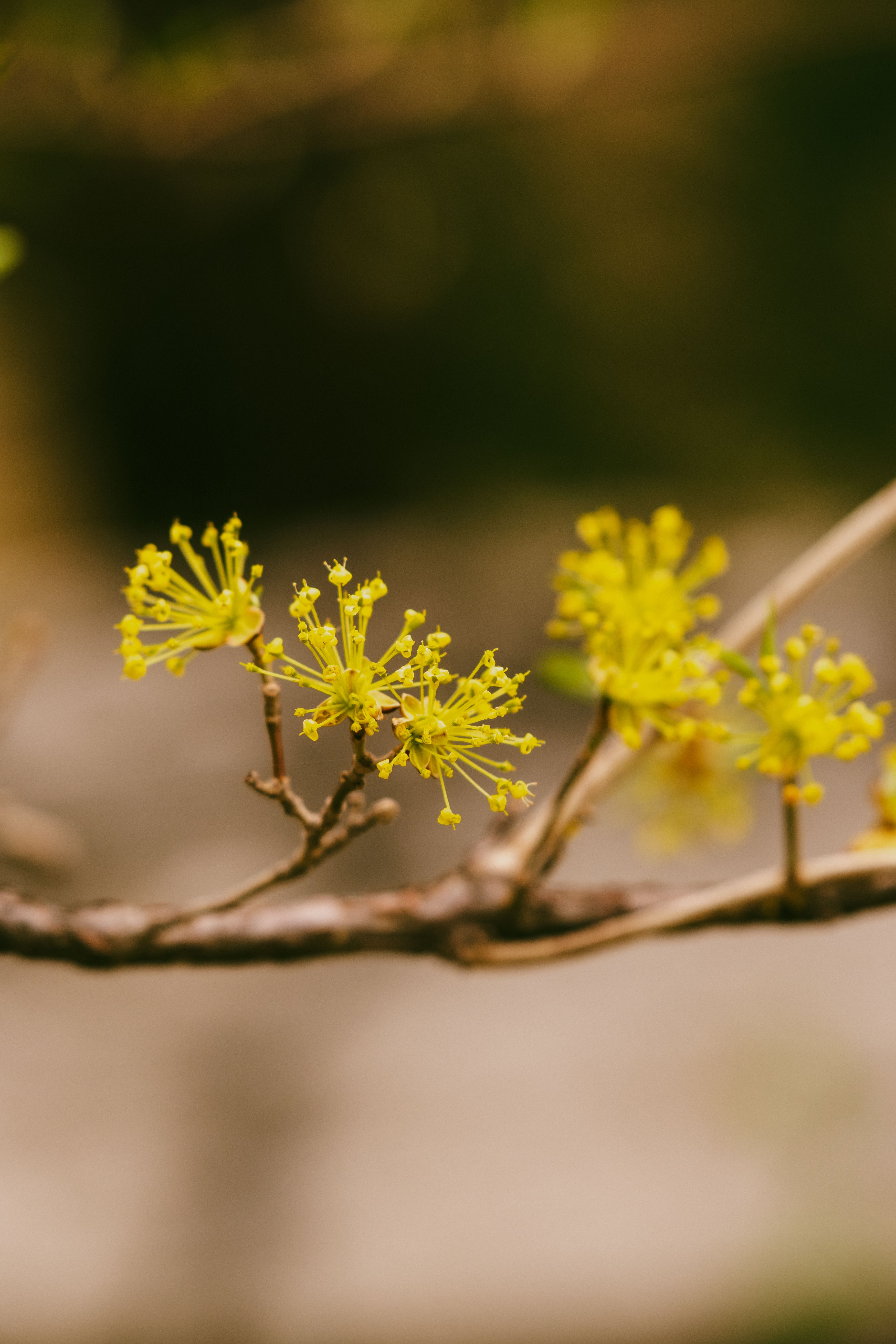 Detailed view of yellow spring blossoms on a thin branch, showcasing nature's delicate beauty.