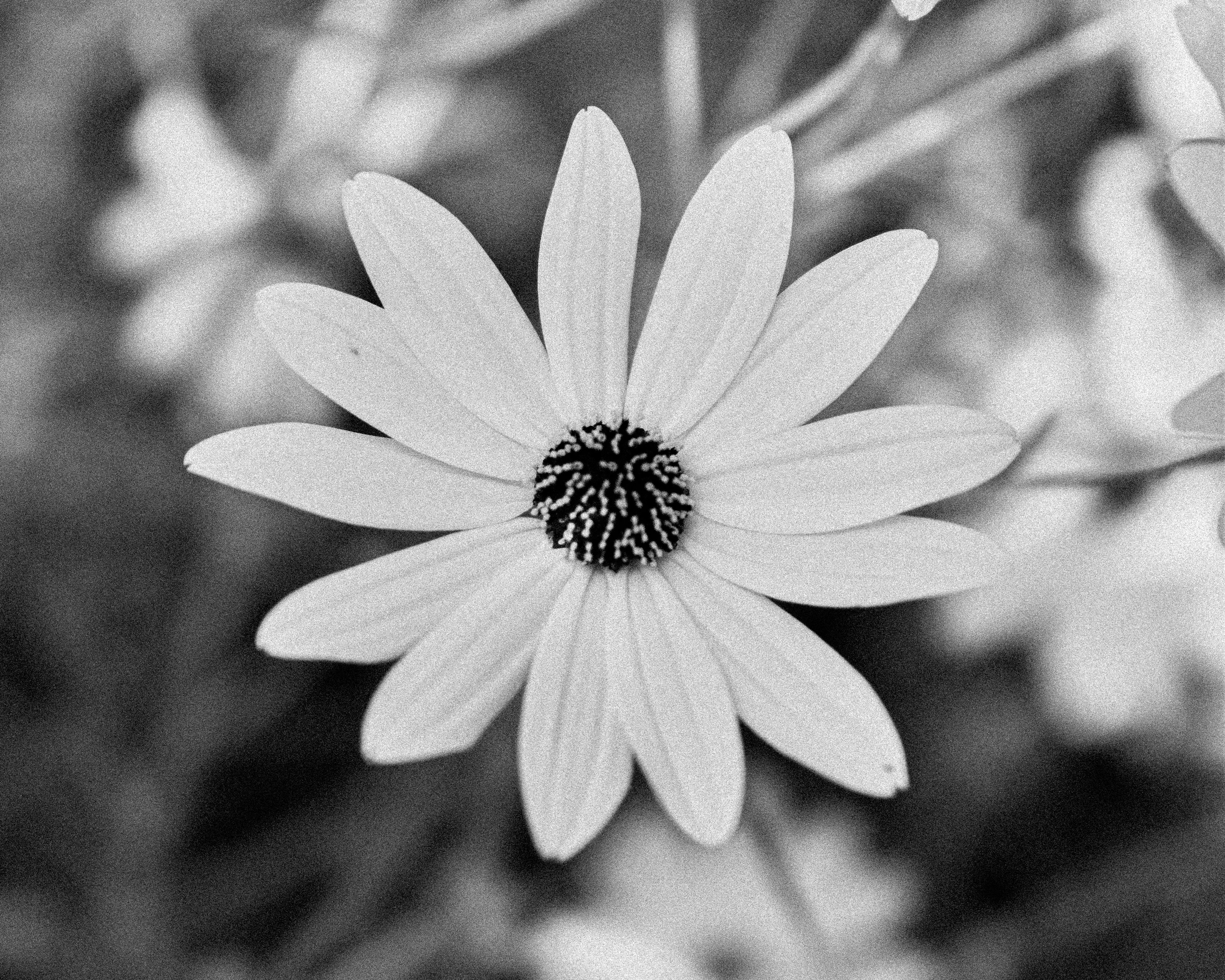 Close up of a Flower · Free Stock Photo