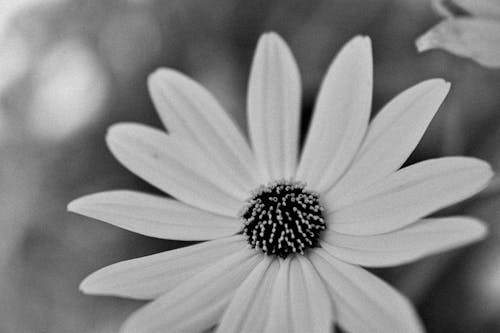 Gratis Immagine gratuita di avvicinamento, bianco e nero, crescita Foto a disposizione