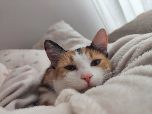 Free Close-up of a cute calico cat comfortably snuggled in fluffy blankets, enjoying a peaceful nap. Stock Photo