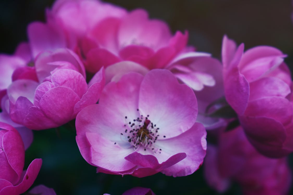 Foto De Close Up De Flores Roxas