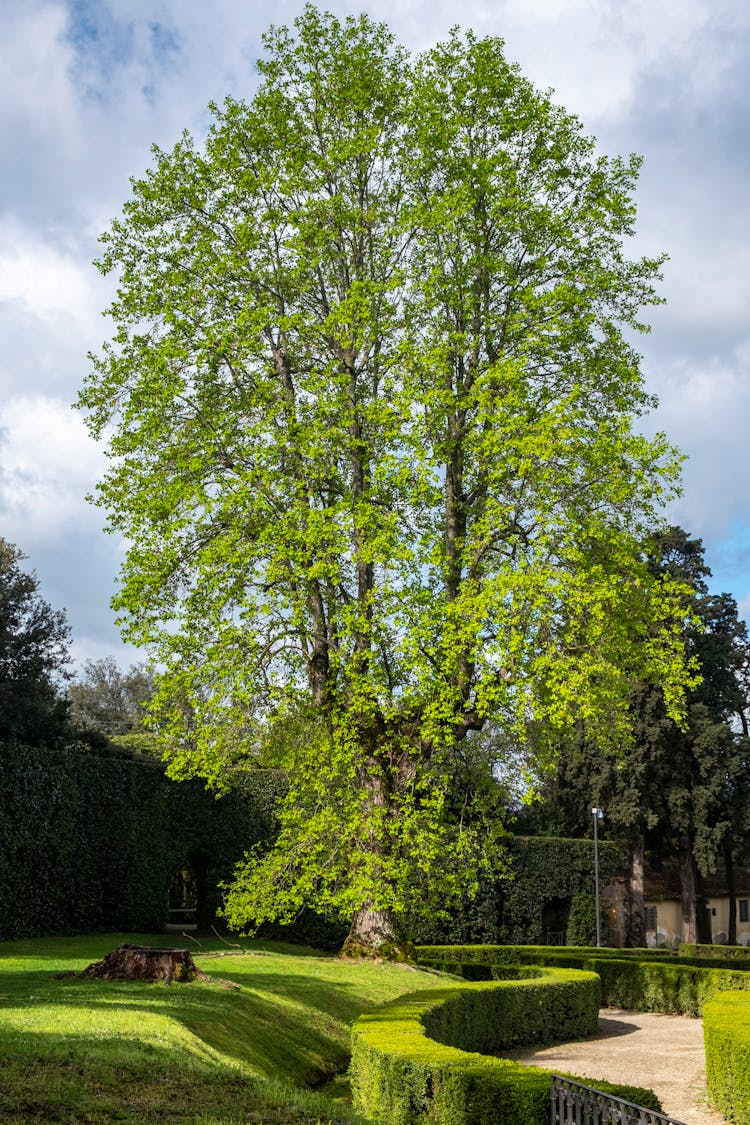 Lush Tree In The Garden