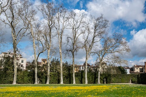 Leafless Trees in a Park in Spring 