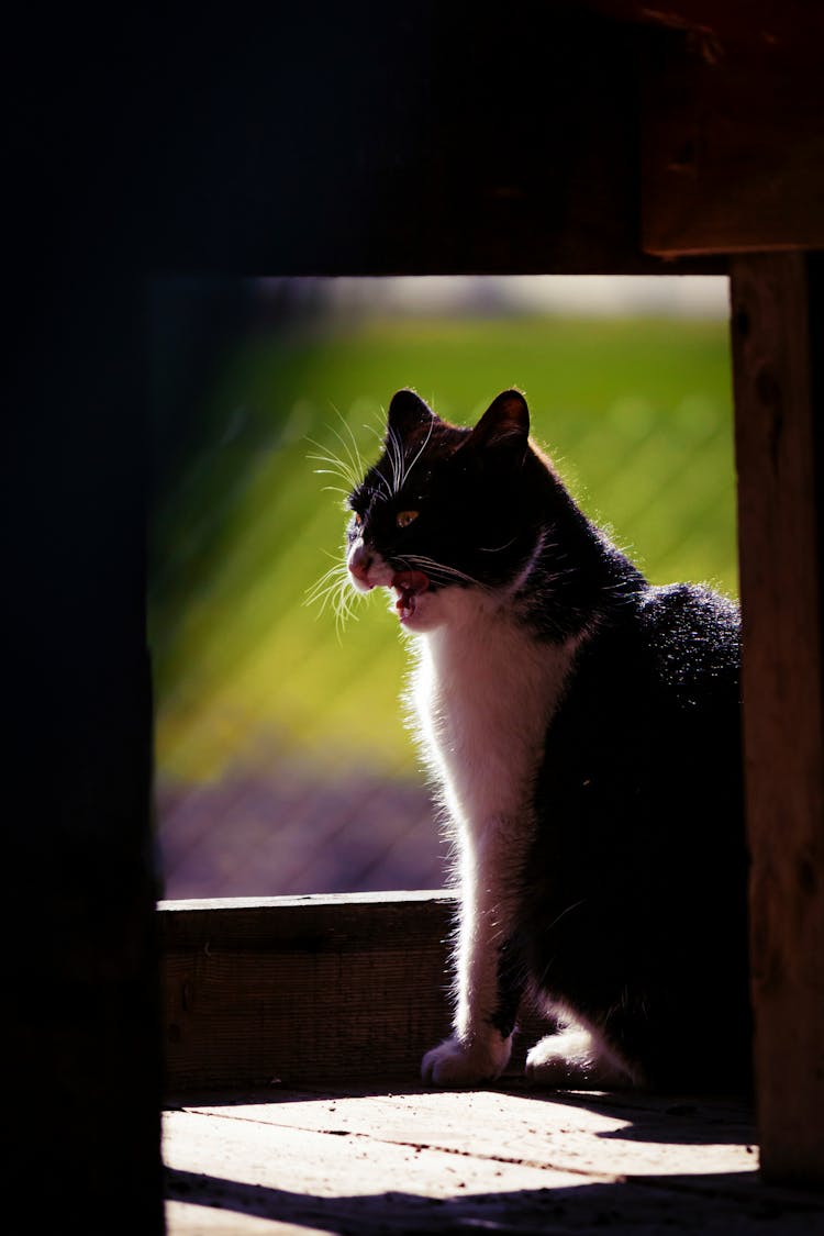 A Little Cat By The Window