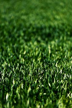 Detailed close-up of lush green grass blades with a soft blurred background, showcasing nature's vibrancy.