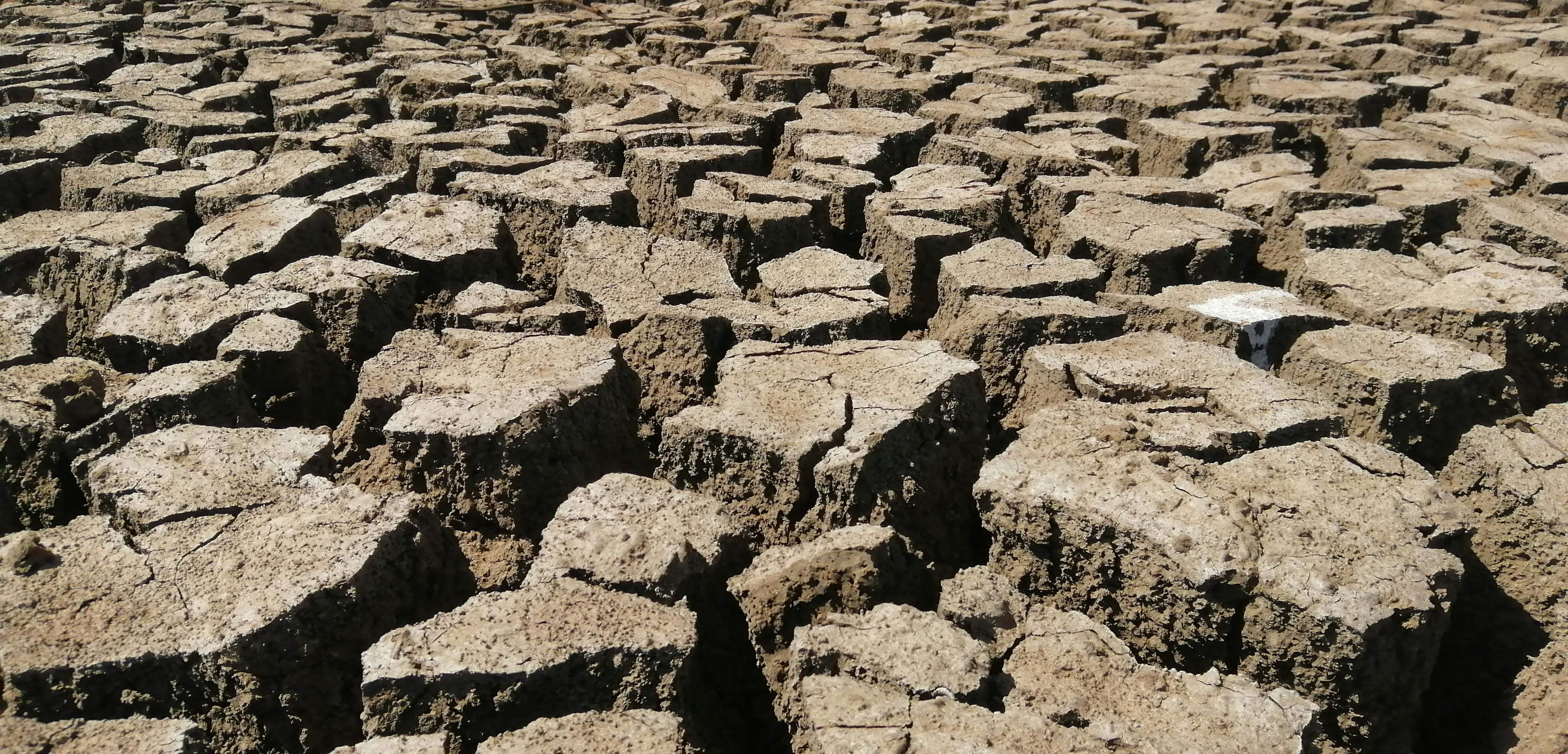 Approvato aiuto da 400 milioni di euro per agricoltori rumeni colpiti dalla siccità