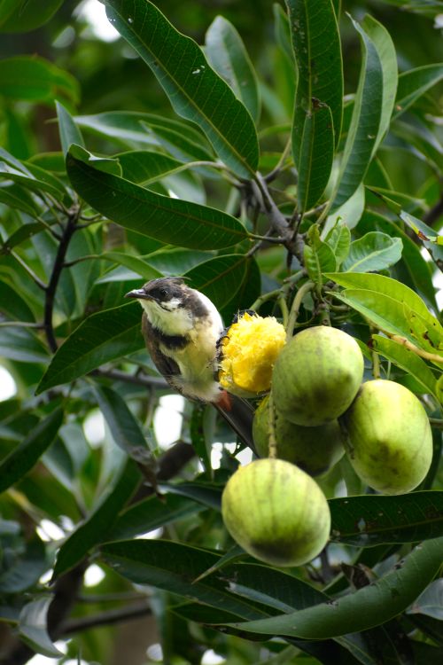 Free stock photo of bird, bird photography, close up Stock Photo