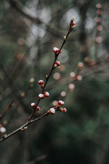 Detailed view of budding twig in a natural setting, showcasing growth and renewal.