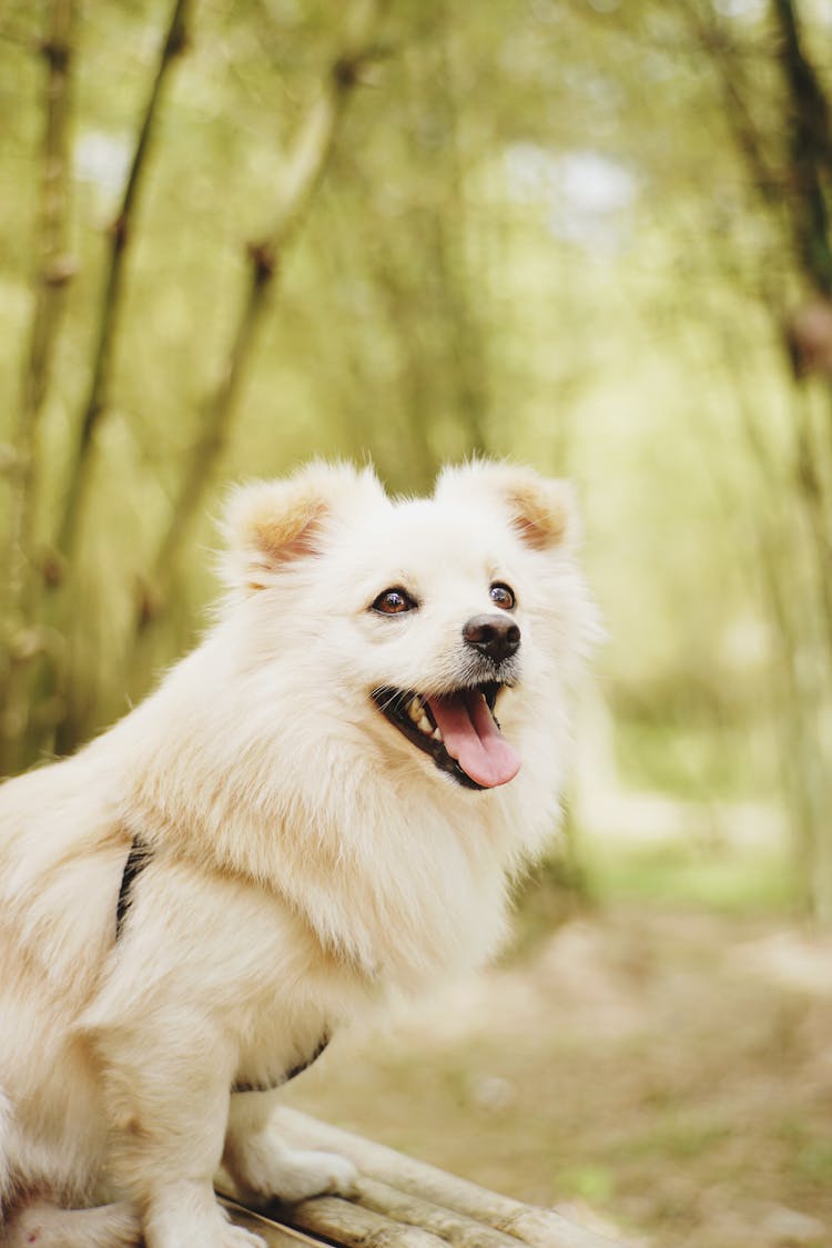 Cute Dog In Park