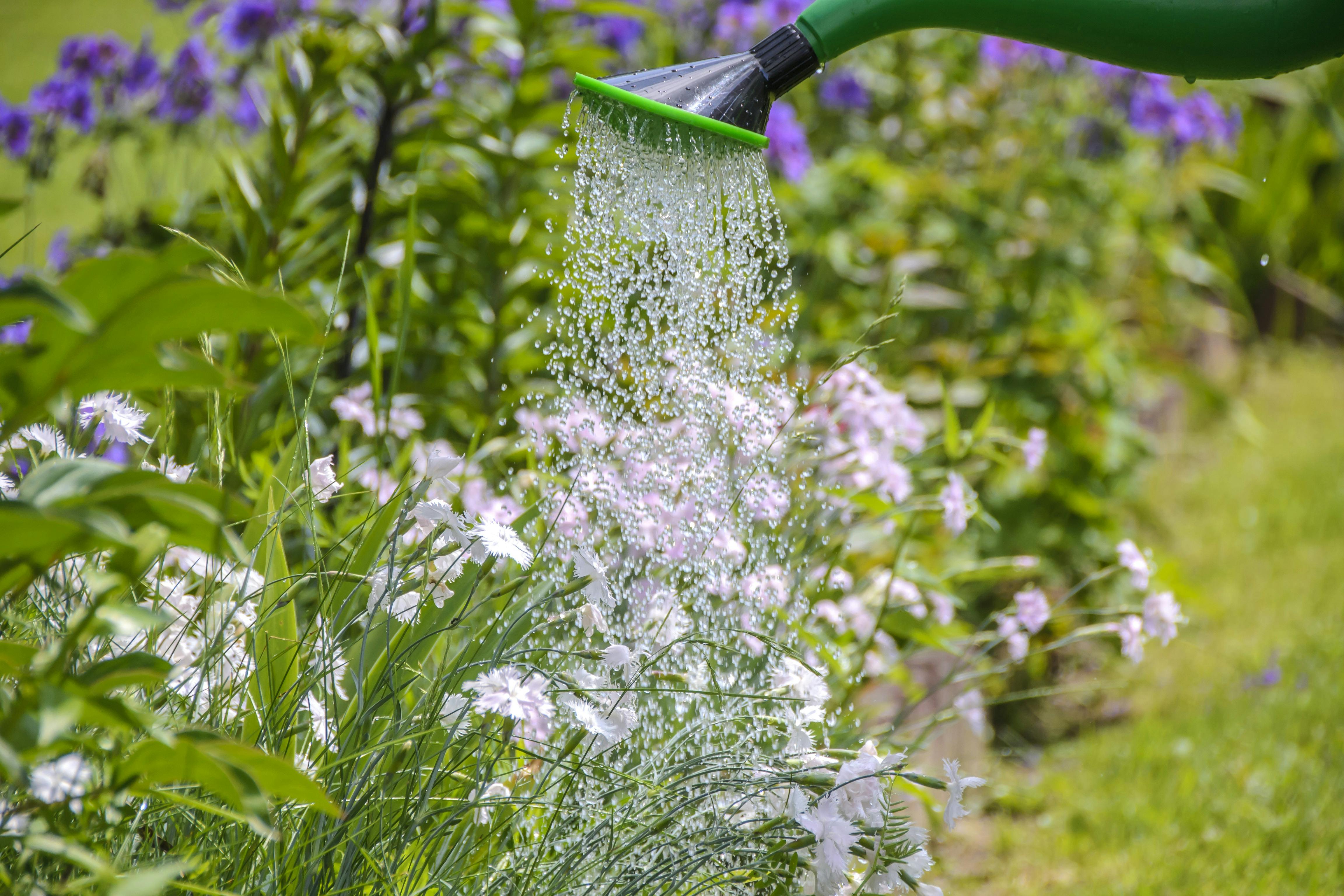 White Petal Flower Sprinkled With Water In Green Sprinkler Free