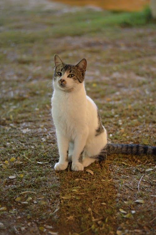 Kostenloses Stock Foto zu boden, kätzchen, katze