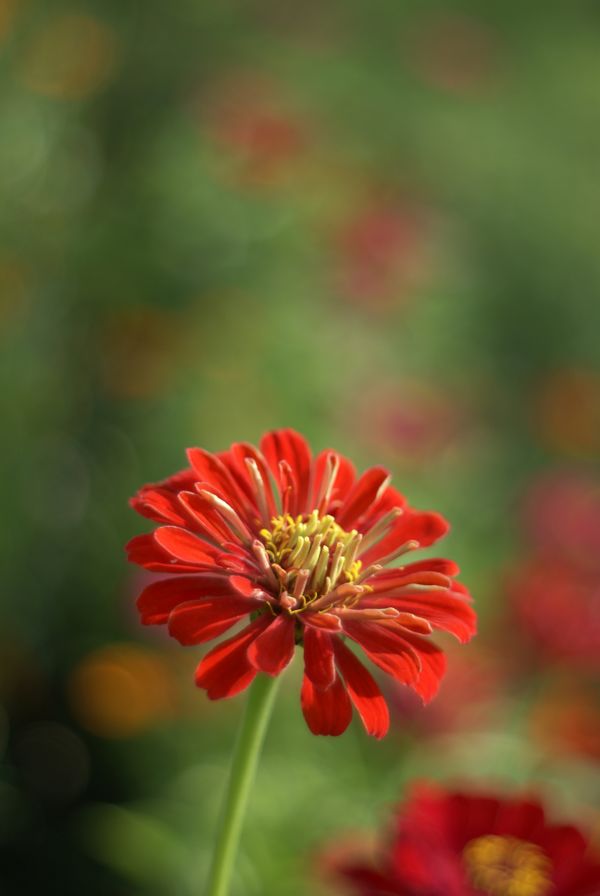 A red flower in the middle of a green field · Free Stock Photo