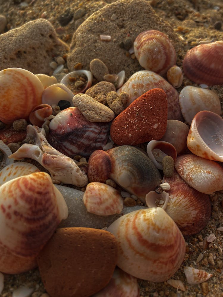 Close Up Of Seashells 