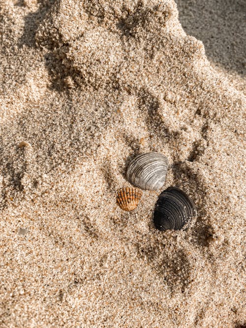 Δωρεάν στοκ φωτογραφιών με ακτή, άμμος, θαλάσσια ζωή