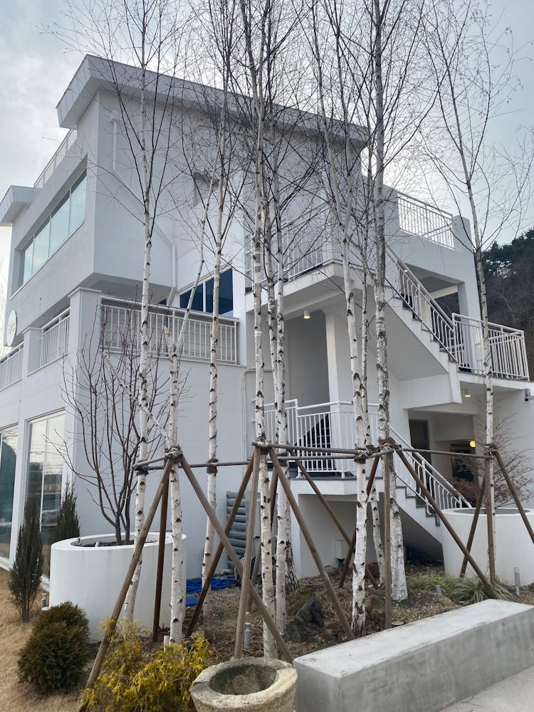 Birches In House Garden