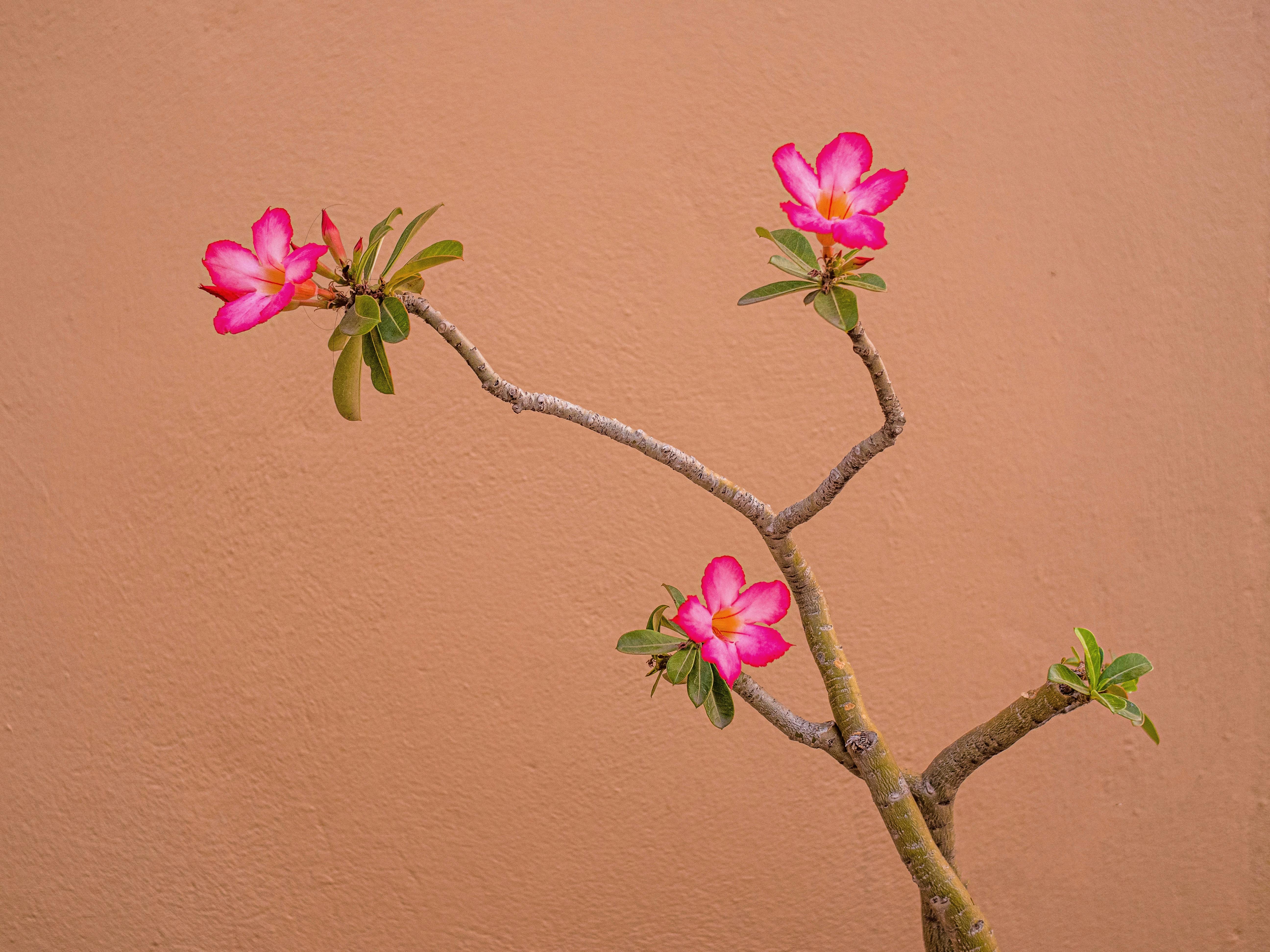 Desert Rose Bloom — Arabian Peninsula