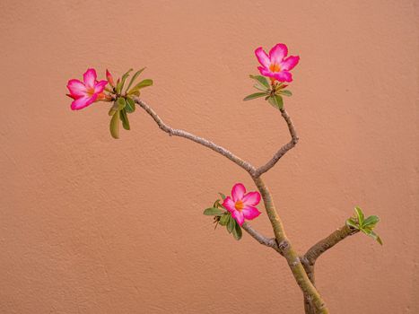 Desert Rose flower Saudi Arabia